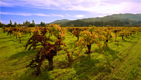 The Vineyards of Napa Valley