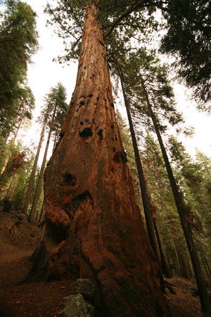 Giant Redwood, Yosemite National Park