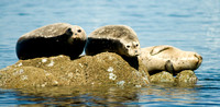 Harbor seals suntanning