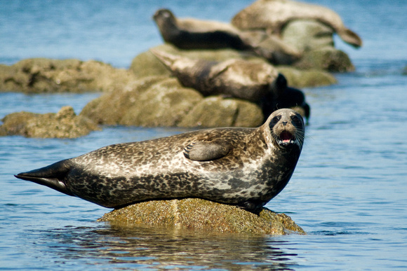 California Harbor Seal