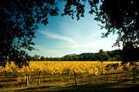 Napa Valley vineyard, near Calistoga