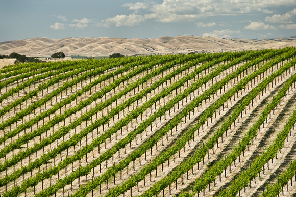 Rows II - Vineyard near Paso Robles