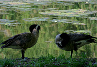 Squabbling geese