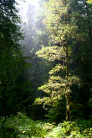 Prairie Creek Redwoods SP - Northern CA